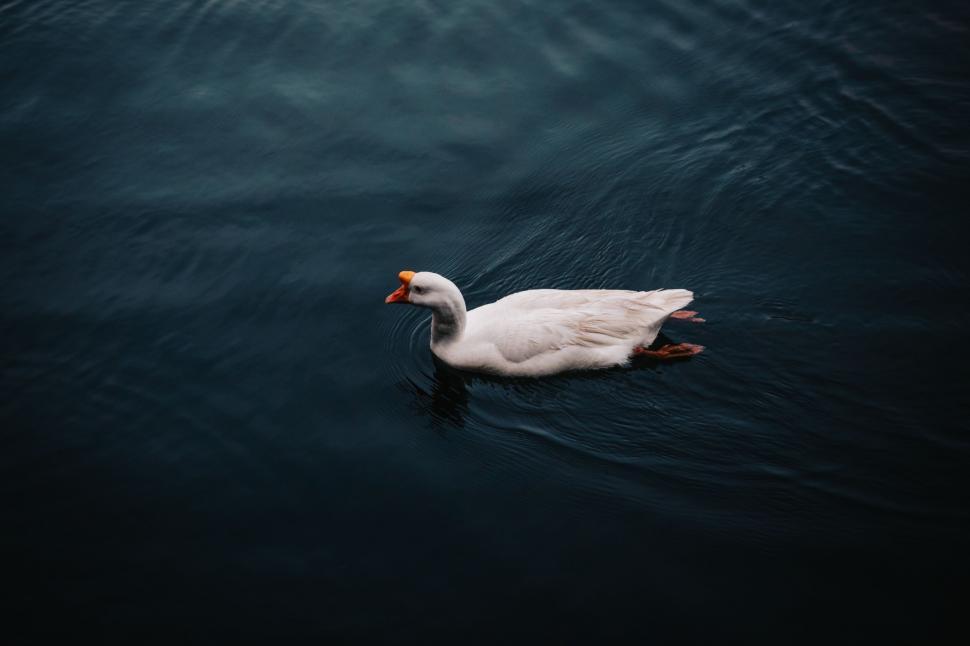 Free Image of White Duck Floating on Top of Body of Water 