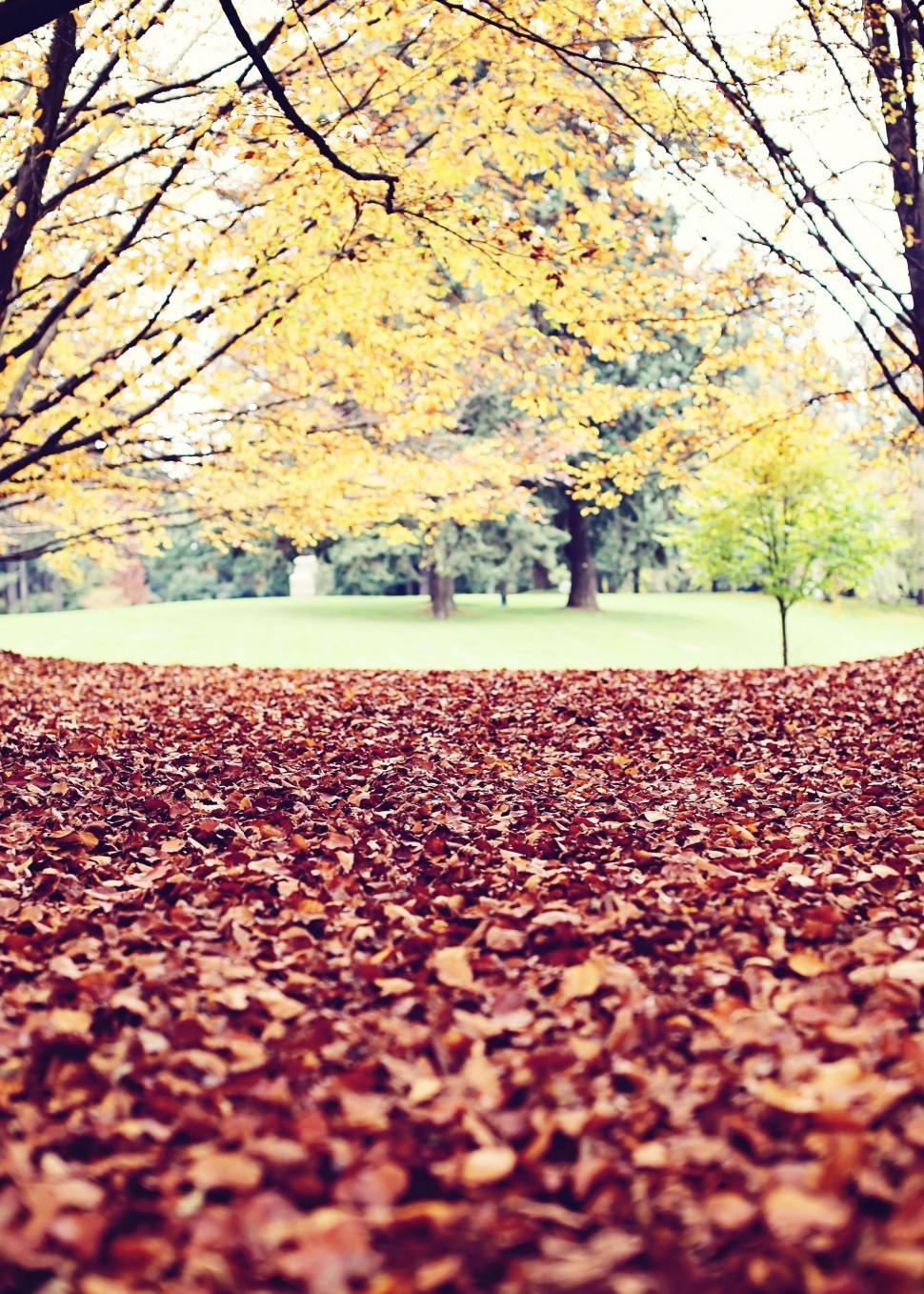 Free Image of Leaf-Covered Trees in a Park 