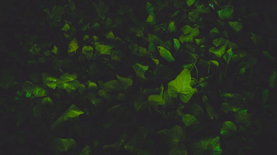 Free Image of Green Leaves on Black Background 