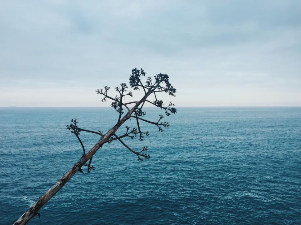 Free Image of Lone Tree Standing on the Edge of the Ocean 