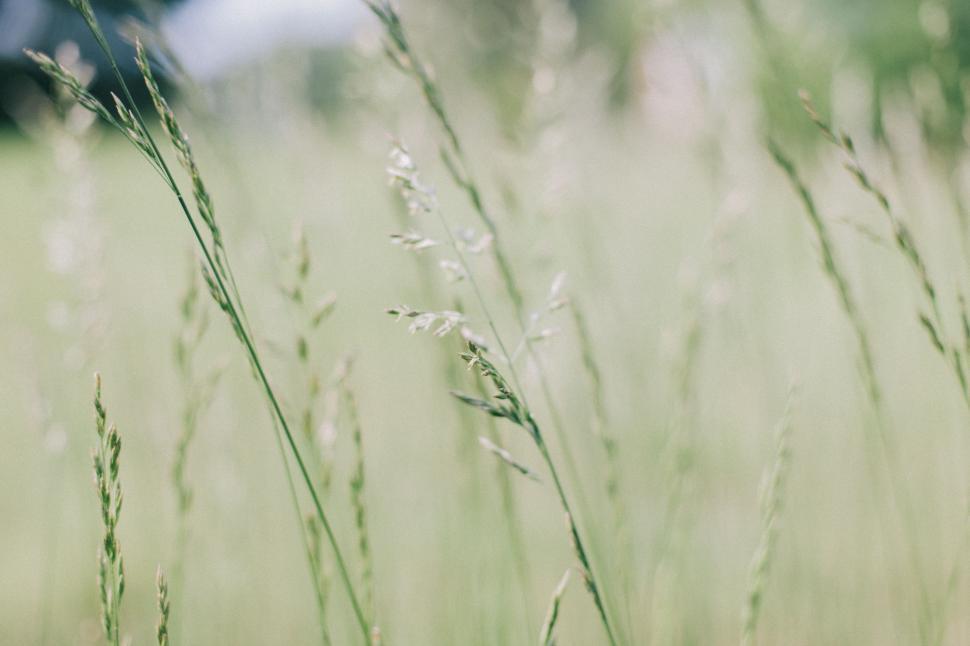 Free Image of Blurry Photo of Grass in a Field 