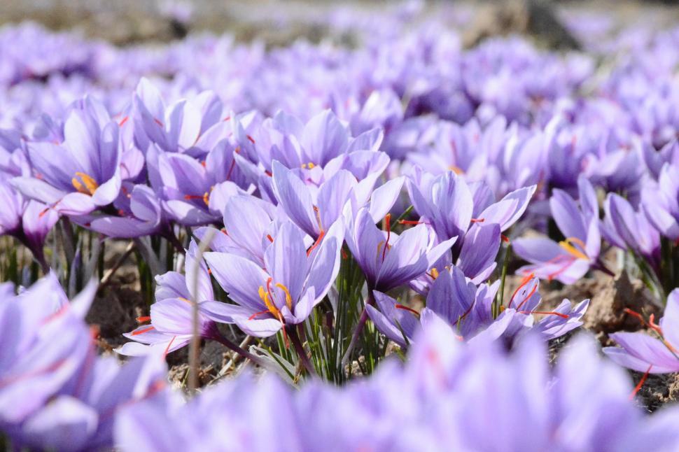 Free Image of Field of Purple Flowers With Abundant Petals 