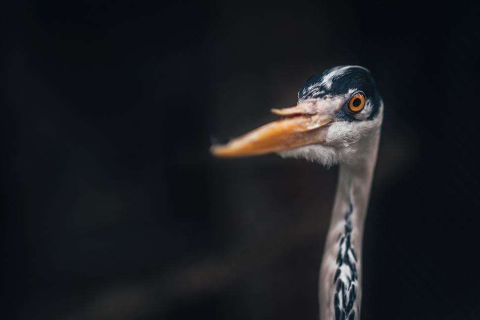 Free Image of Close Up of Bird Against Black Background 