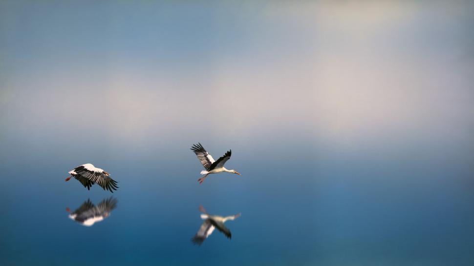 Free Image of A Flock of Birds Flying Through a Blue Sky 