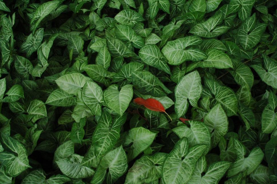 Free Image of Green Plant With Red Object in Center 