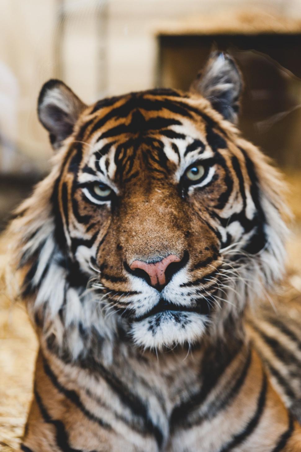 Free Image of Close Up of a Tiger Laying on the Ground 