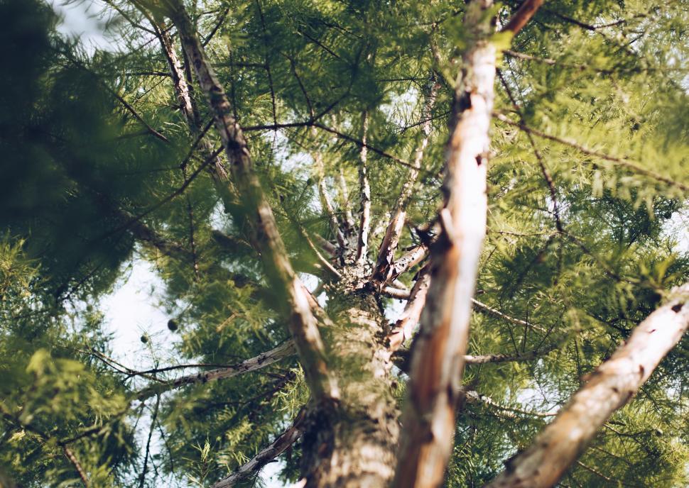 Free Image of View of the Top of a Tall Tree 