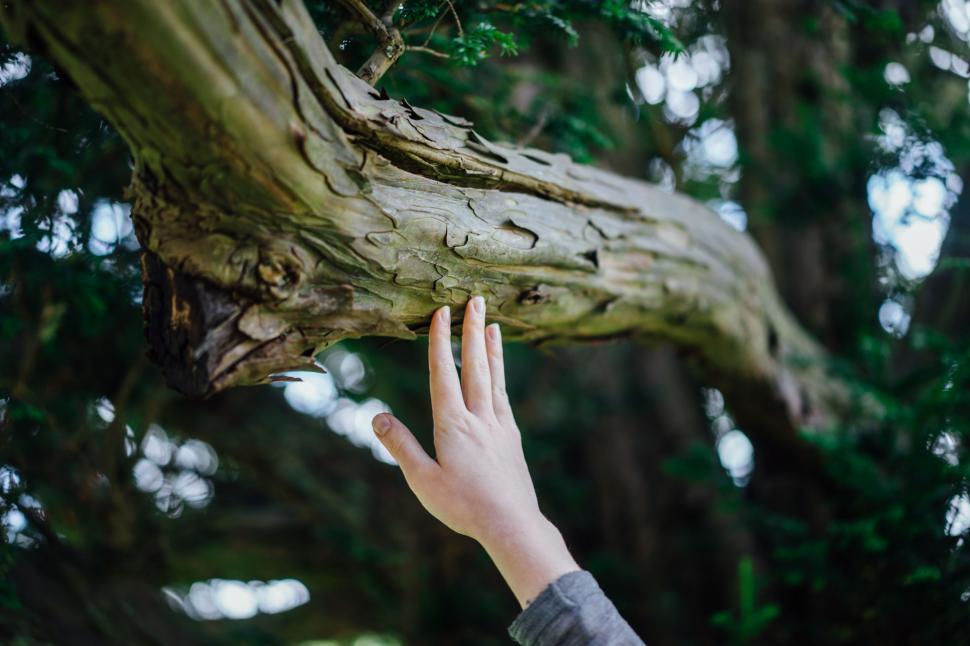 Free Image of Hand Reaching Up to Tree Branch 