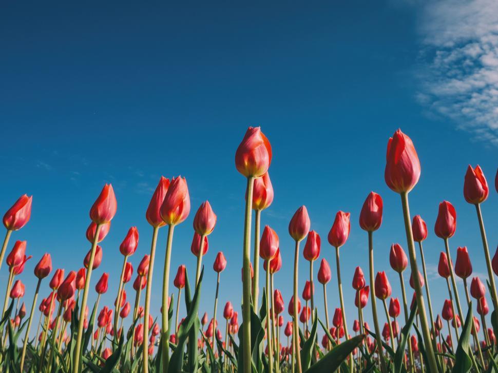 Free Image of A Field of Red Tulips Under a Blue Sky 