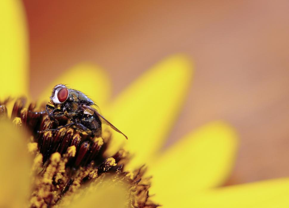 Free Image of Fly Feeding on Flower Pollen 