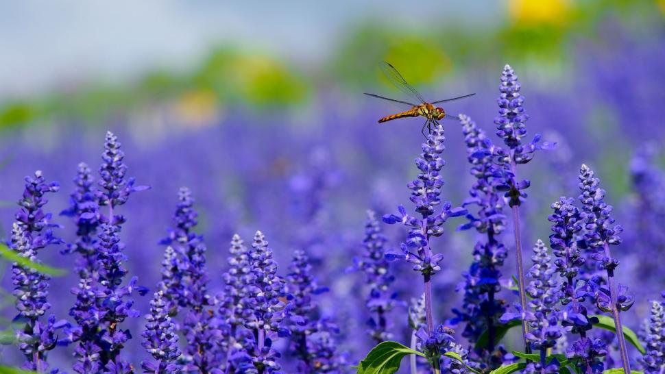 Free Image of Bug Flying Over Field of Purple Flowers 