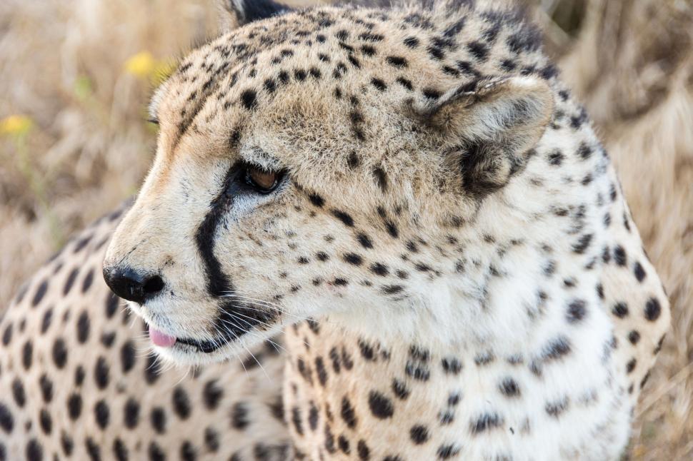 Free Image of Close Up of a Cheetah in a Field 