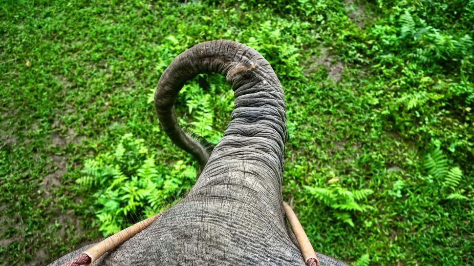 Free Image of Aerial View of an Elephants Head and Trunk 