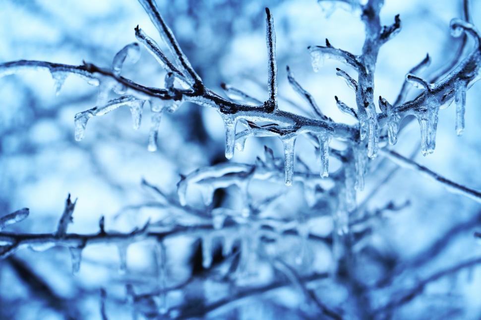 Free Image of Close Up of Tree Branch Covered in Ice 