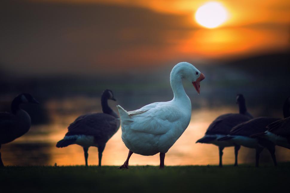 Free Image of Flock of Ducks Standing on Grass Covered Field 