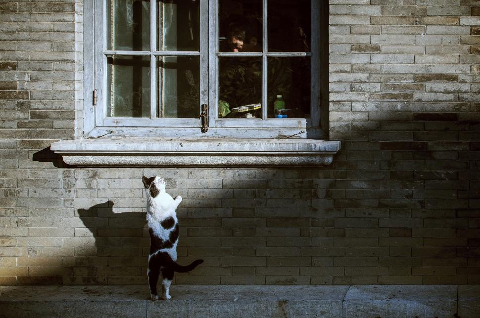 Free Image of Black and White Cat Standing in Front of Window 