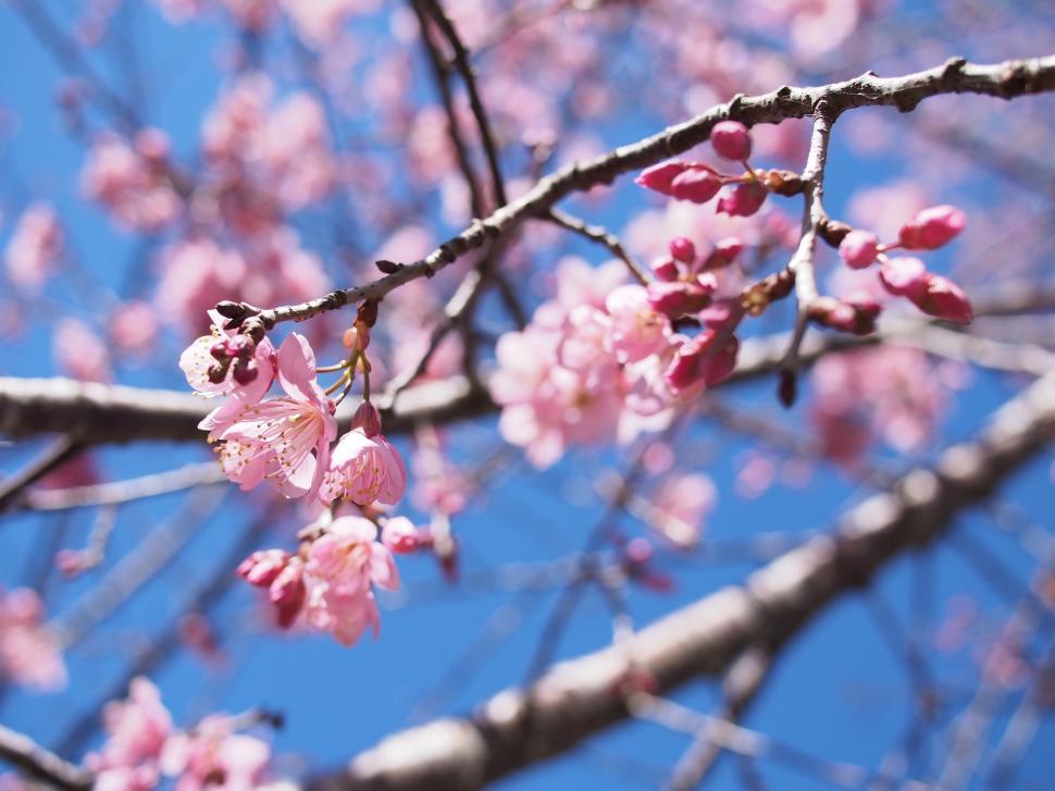Free Image of Pink Flowers Branch Against Blue Sky 