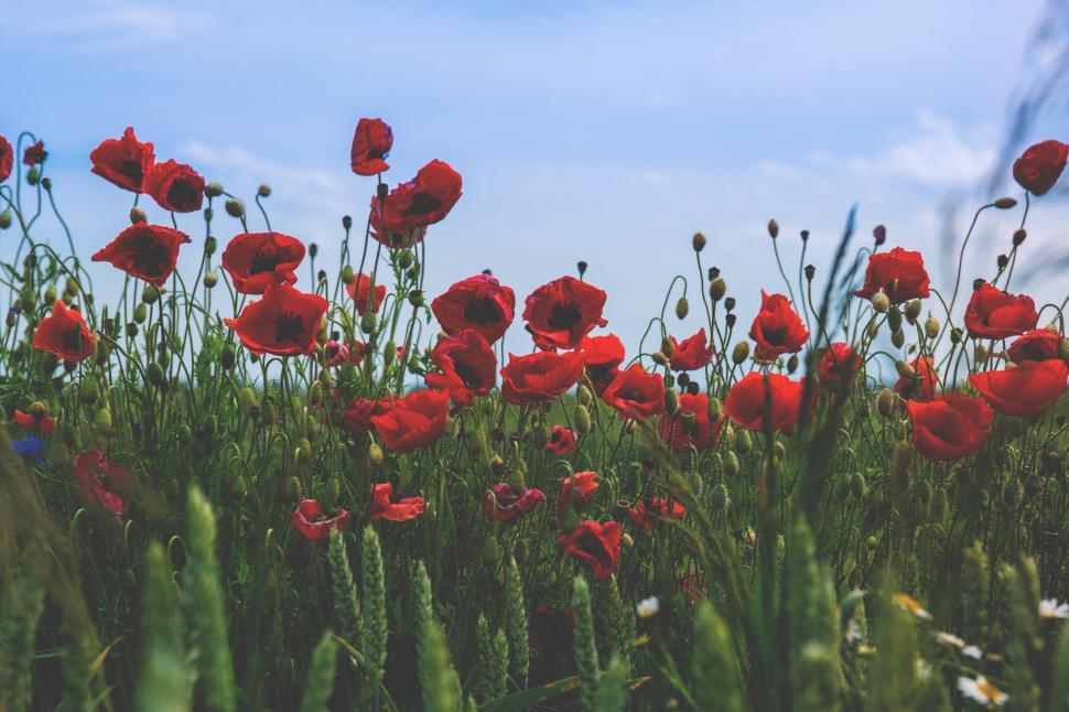 Free Image of Field of Red Flowers Under Blue Sky 
