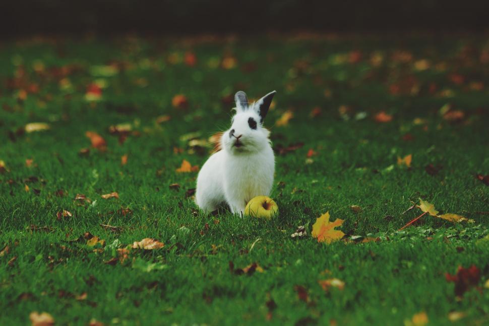 Free Image of White Rabbit Sitting on Lush Green Field 