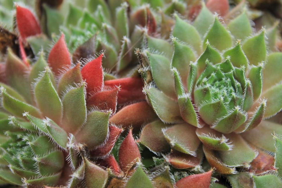 Free Image of Green and Red Plant Close Up 