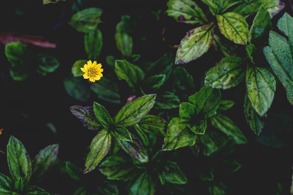 Free Image of Small Yellow Flower Surrounded by Green Leaves 