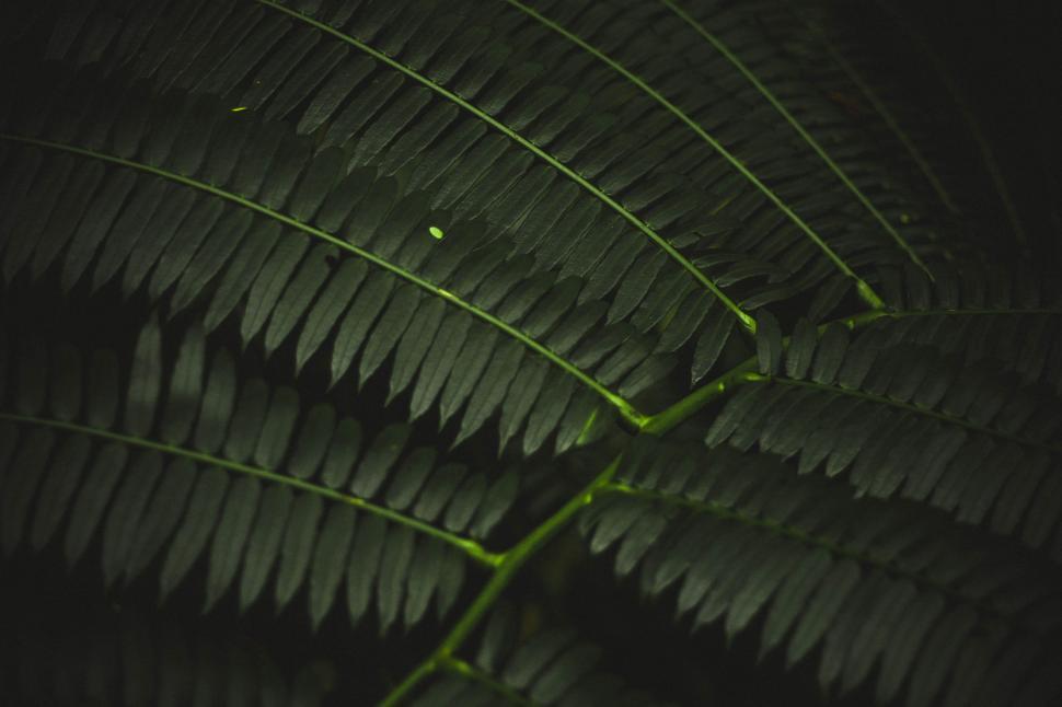 Free Image of Close Up of a Green Leaf in the Dark 