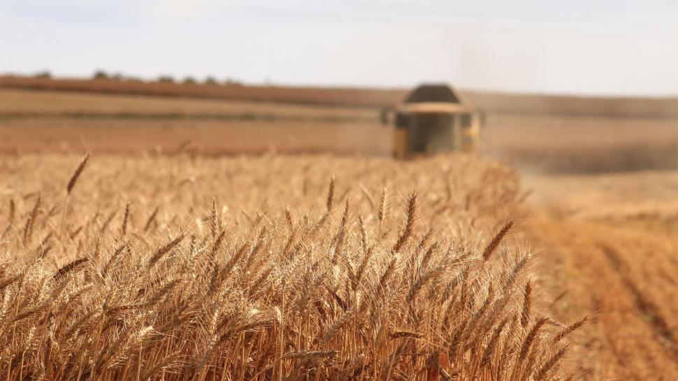 Free Image of Grain Field With Distant Truck 