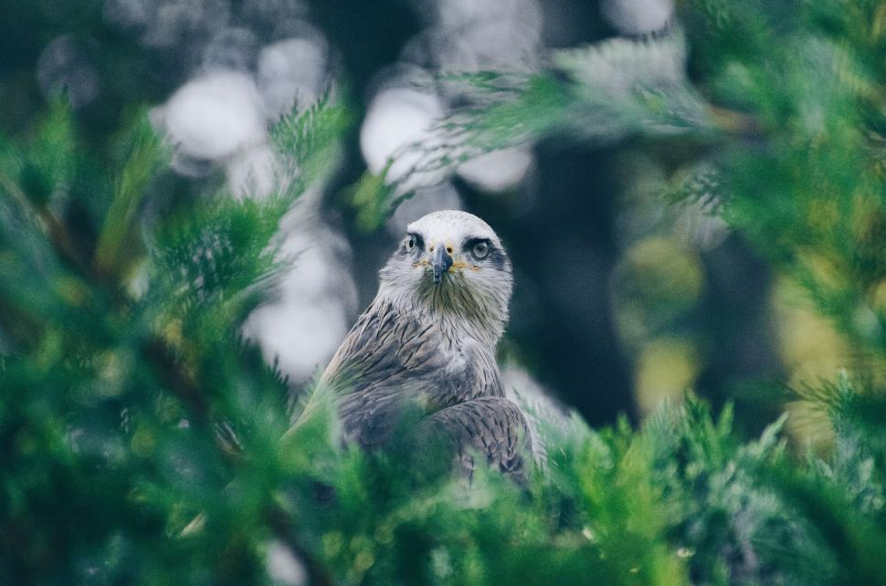 Free Image of Gray and White Bird Perched in Tree 