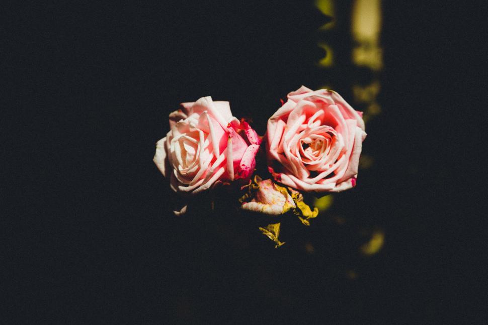 Free Image of Two Pink Roses on Table 