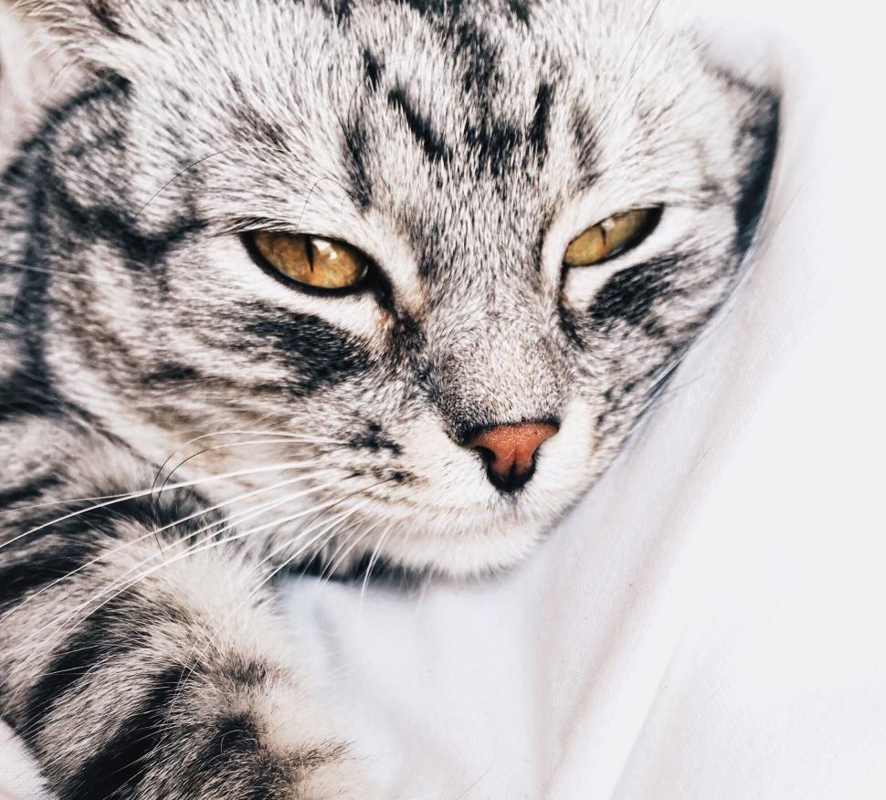 Free Image of Close Up of a Cat Laying on a Bed 