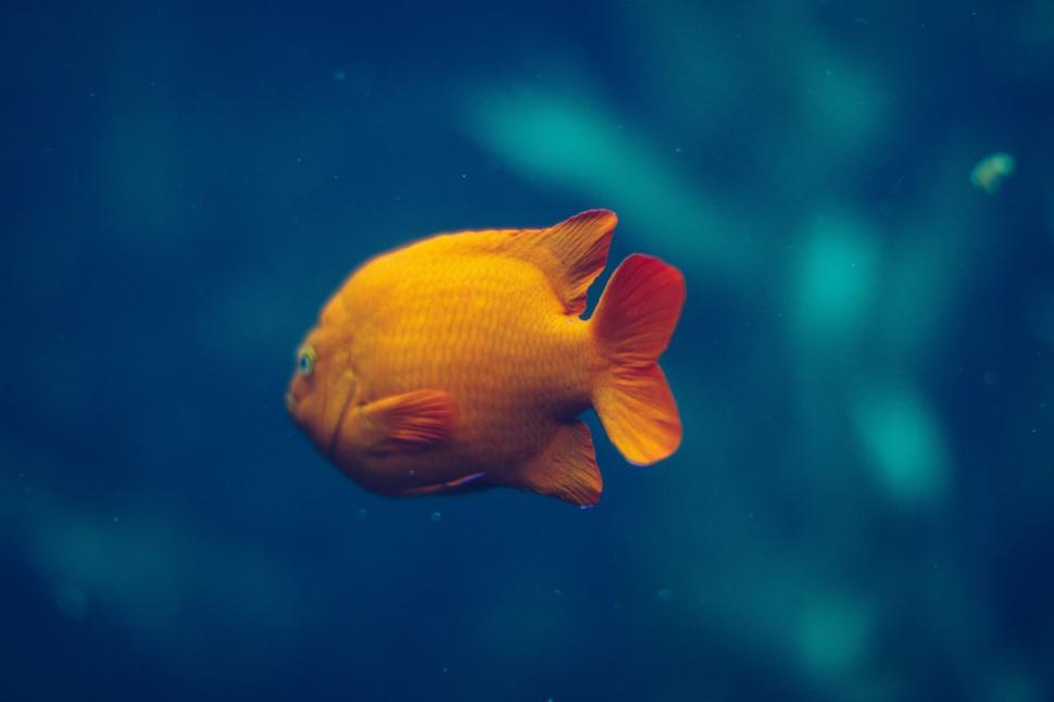Free Image of Yellow Fish Swimming in Water 