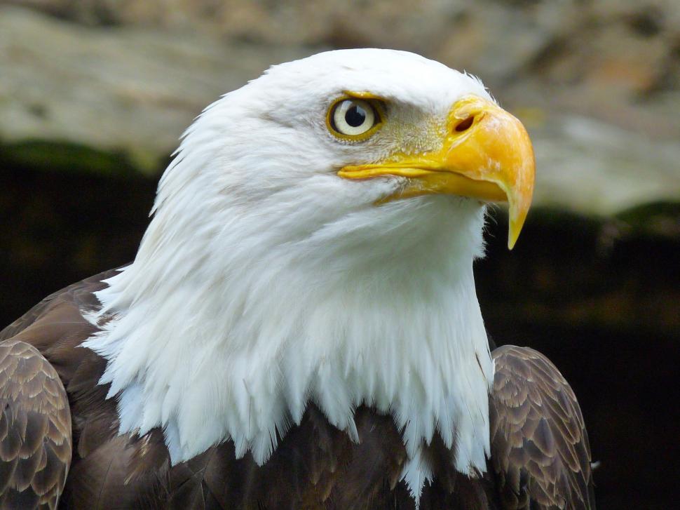 Free Image of Close Up of Bald Eagle With Yellow Beak 