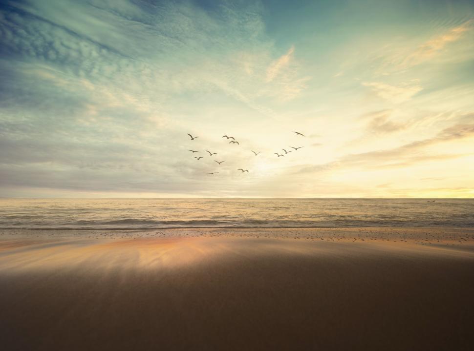 Free Image of A Flock of Birds Flying Over a Sandy Beach 