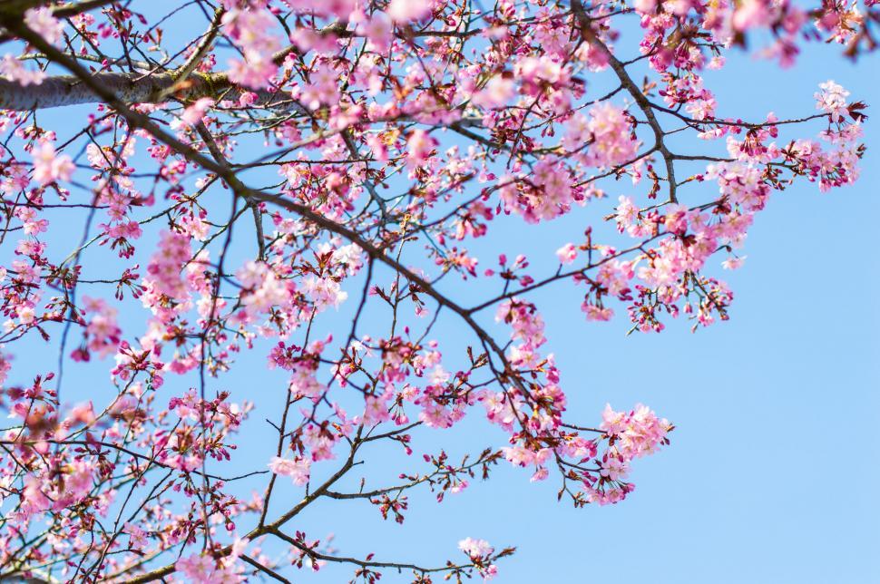 Free Image of Pink Flowers Blooming on Tree Branches 