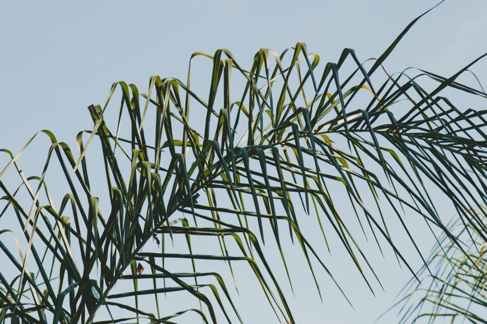 Free Image of Close Up of a Palm Tree Against Blue Sky 