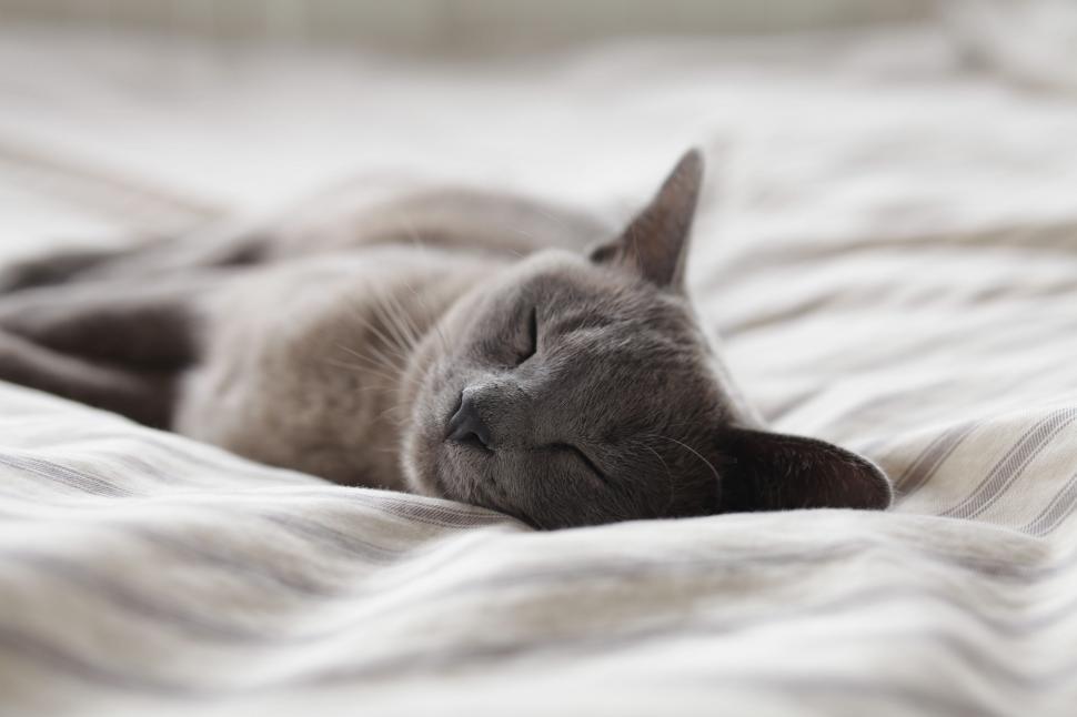 Free Image of Content Cat Laying on Bed With Eyes Closed 