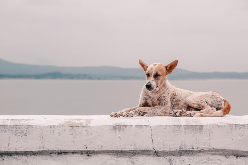 Free Image of Dog Sitting on Ledge by Water 