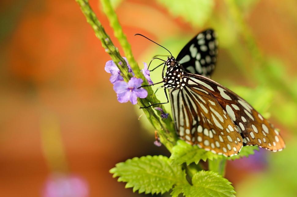 Free Image of Butterfly Perched on Flower Petal 