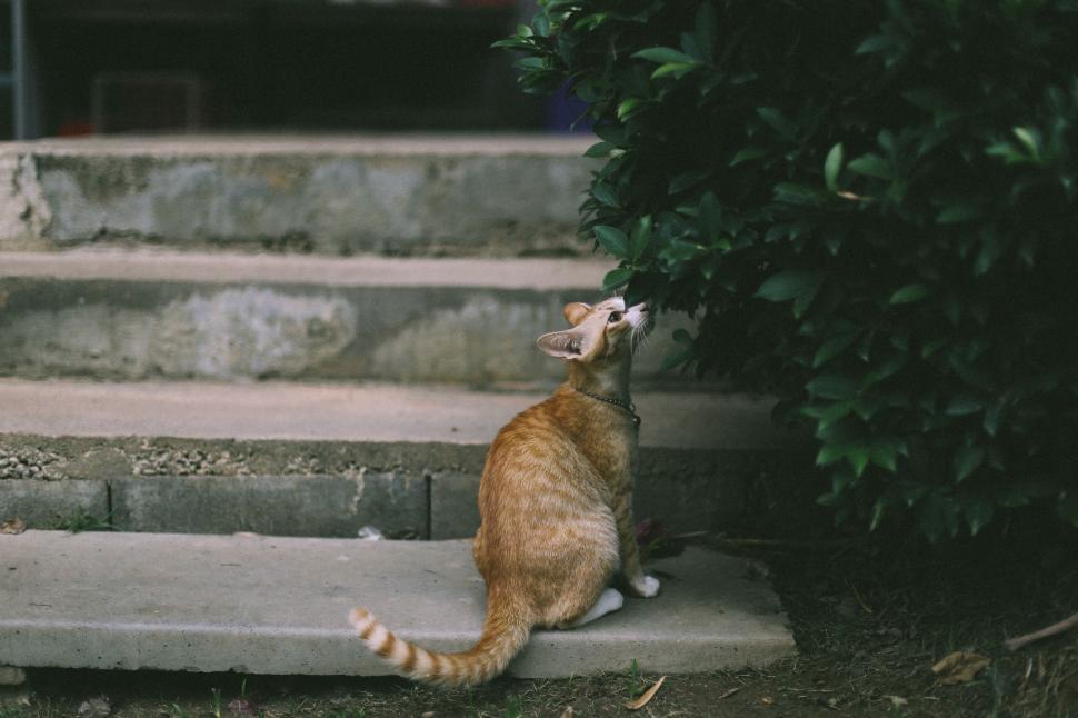 Free Image of Cat Sitting on Steps Looking Up 