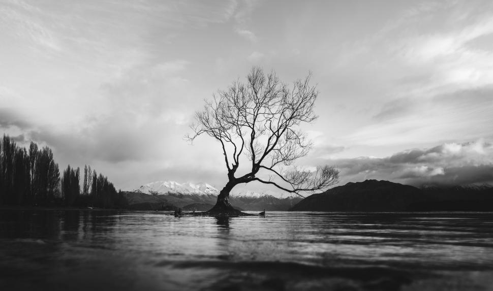 Free Image of Tree Standing in the Middle of a Lake 