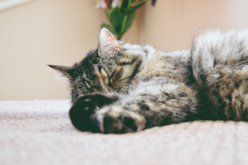 Free Image of Cat Sleeping Next to Plant 