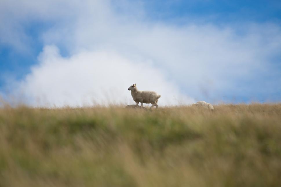 Free Image of Sheep Standing on Grass-Covered Hill 
