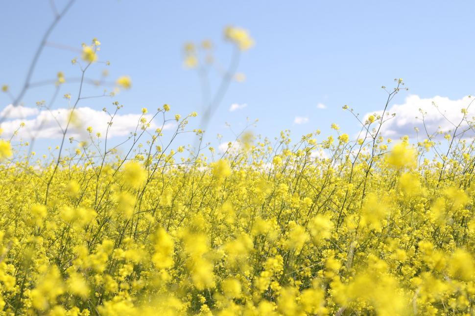 Free Image of Field of Yellow Flowers Under Blue Sky 
