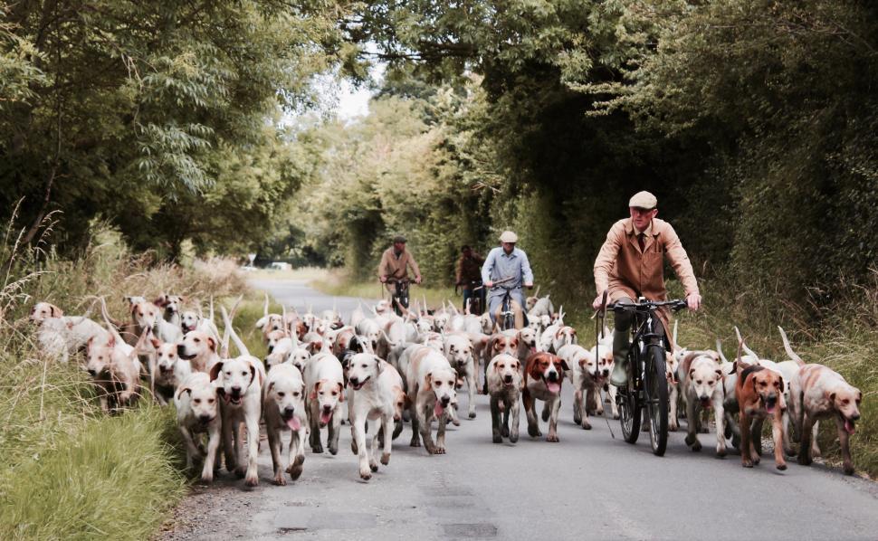 Free Image of Man Riding Bike Alongside Herd of Dogs 