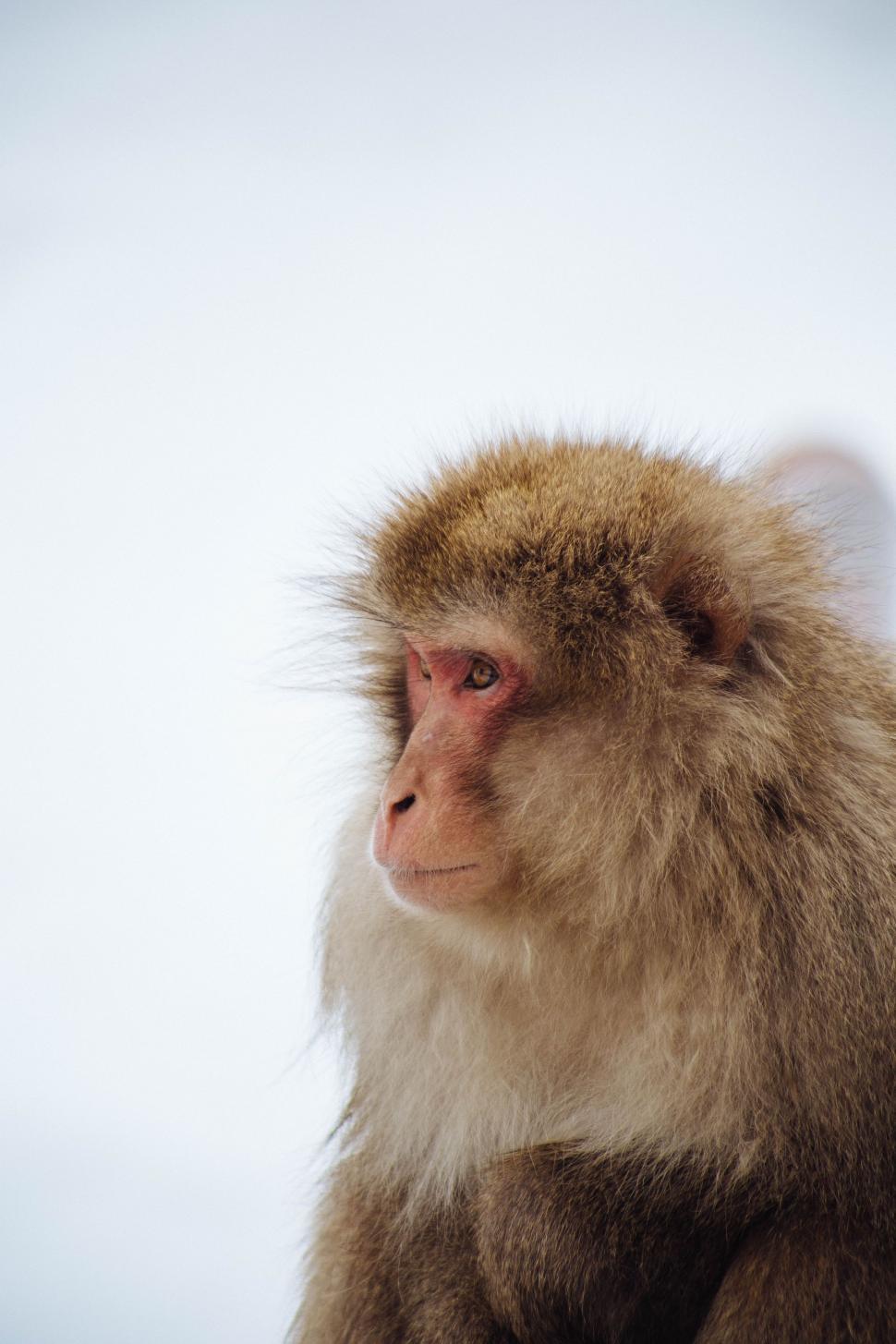 Free Image of Monkey Sitting on Top of Wooden Table 