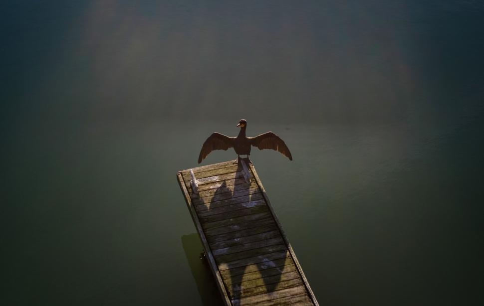 Free Image of Bird Perched on Wooden Structure 