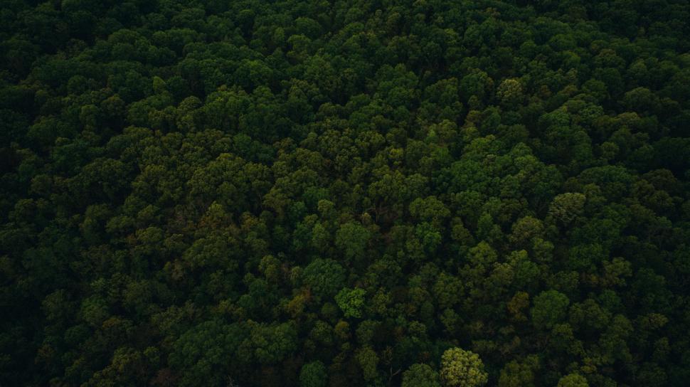 Free Image of Aerial View of Forest at Night 