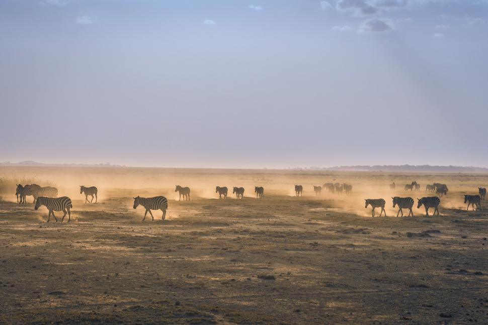 Free Image of A Herd of Cattle Crossing a Dry Grass Field 