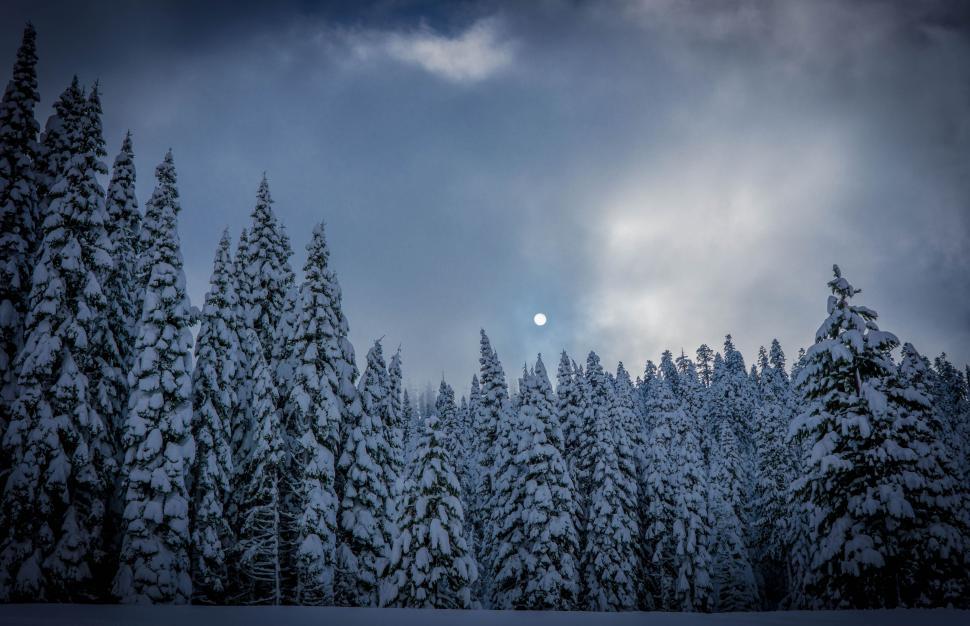 Free Image of Snow Covered Forest Under Cloudy Sky 