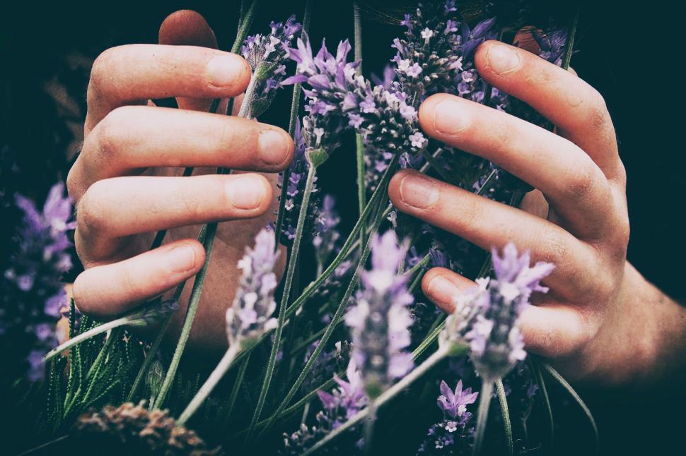 Free Image of Person Holding Bunch of Flowers 
